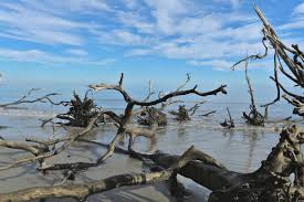 Hunting Island · driftwood
